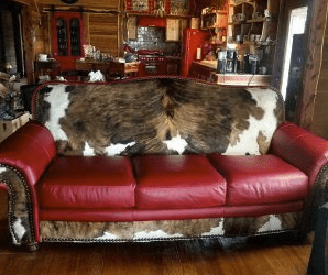 Unlock the Secrets to Care For Your Leather Couch